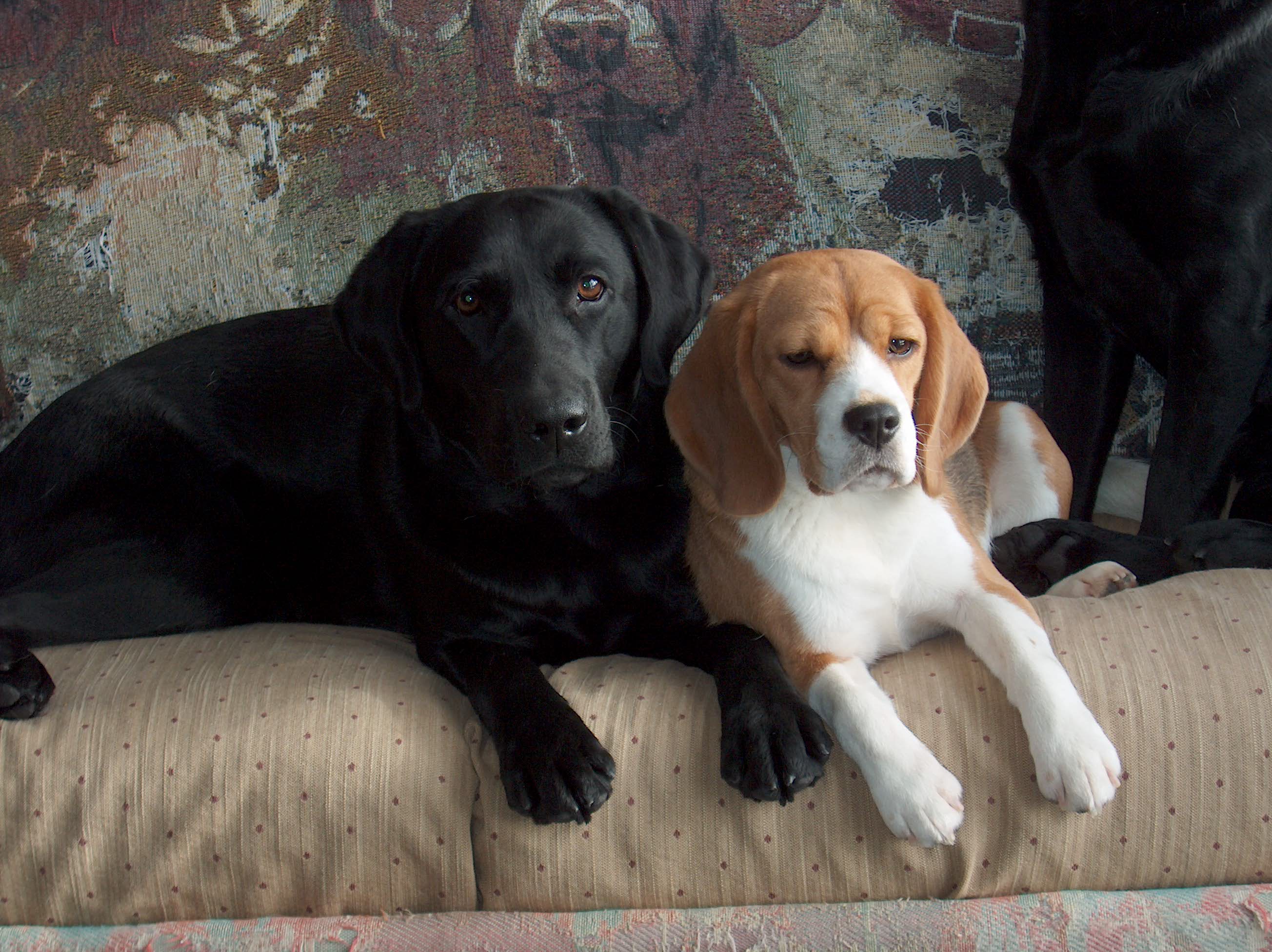 beagle lab puppies for sale